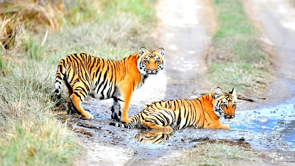 47 tigers, 3 lions and a panther die from bird flu in Vietnamese zoos