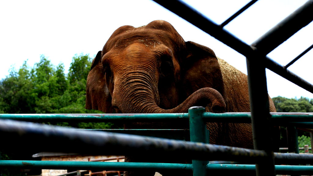 Colorado’s top court weighs whether zoo elephants can be recognized as ‘persons’