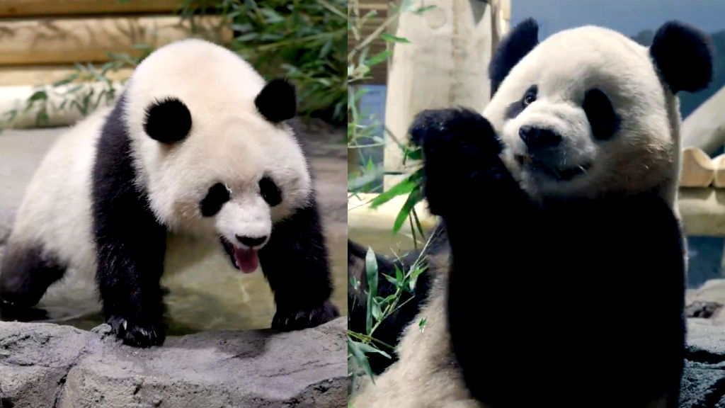 Watch: Giant pandas from China arrive at National Zoo in DC