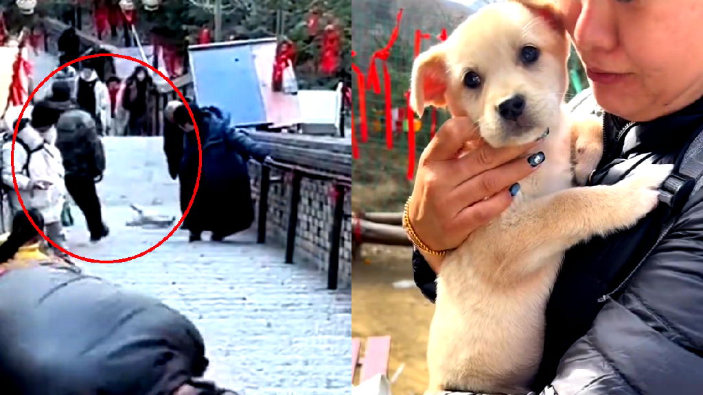 Puppy filmed being abused on Buddhist pilgrimage site in China gets adopted