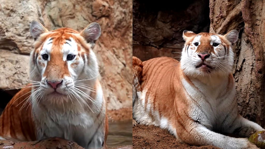 Moo Deng who? Thai zoo’s golden tabby tiger melts hearts with cuddly looks