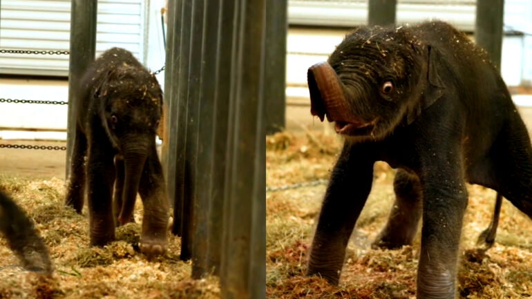 Meet Kirby, Houston Zoo’s new baby Asian elephant