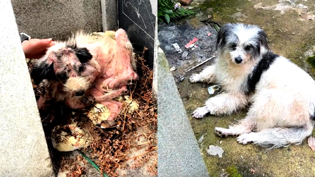 Sick dog who guarded dead owner’s grave for 2 years finds love and hope