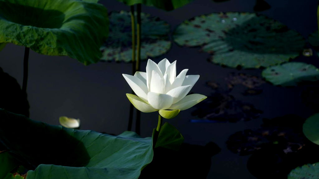 Buddhist nun sues Westminster temple leader for sexual assault