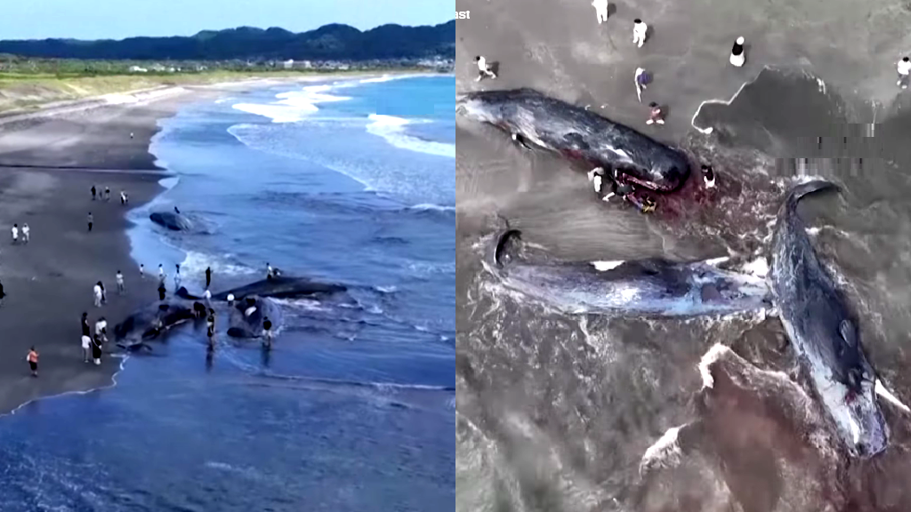 Sixth-largest earthquake in world history caused whales to beach on Japanese coast